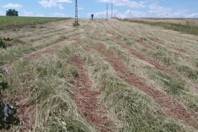 Edirne'de mera alanlarında ot biçimi çalışması yapıldı