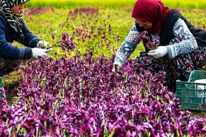 Salepte yerli atılım: İki yeni çeşit tescil edildi