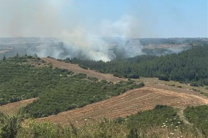 Adana'da anız yangınında alevler ormana sıçradı