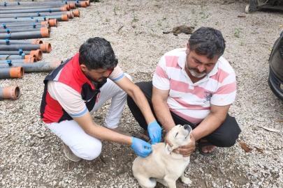 Adana'da sahipli köpeklerin kimliklendirilmesi ve kayıt altına alınmasına başlandı