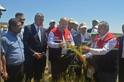Adıyaman'da firik hasadı başladı
