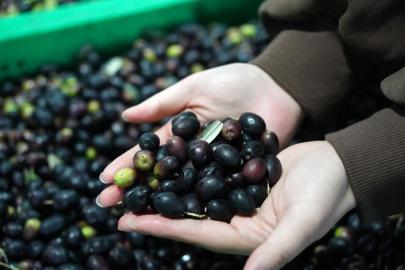 Albüm: Çin'in Önemli Zeytin Üretim Merkezlerinden Wudu'nun Üretim Değeri 591 Milyon Dolara Ulaştı