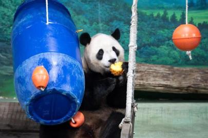 Albüm: Çin'in Taiwan Bölgesindeki Dev Panda Yuanbao, 6. Doğum Gününü Kutladı