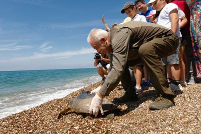 Antalya'da uydu cihazı takılan 3 yeşil deniz kaplumbağası denize bırakıldı