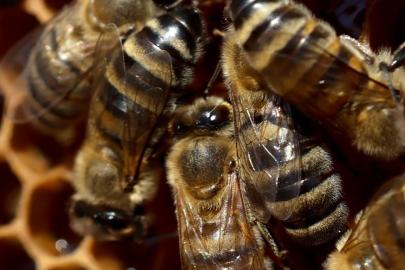 Arı zehrini nanoteknolojiyle buluşturan yöntemle akut böbrek hasarını tedavi etmeyi hedefliyorlar