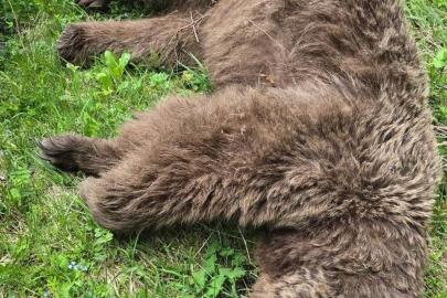 Artvin'de Ayı Saldırısına Uğrayan Adam, Nacakla Karşılık Vererek Ayıyı Yaraladı
