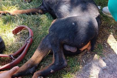 Ayağına demir saplanan köpek kurtarıldı
