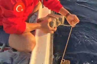 Ayağına parke taşı bağlanmış deniz kaplumbağasını kurtardılar