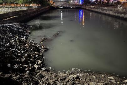 Bakırköy'de sahile bağlantısı bulunan dere yatağında ölen binlerce balık kıyıya vurdu