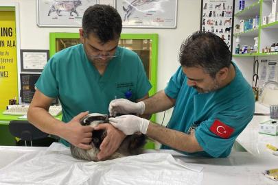 Balıkesir'de yaralı bulunan porsuk tedavisinin ardından Kazdağları'nda doğaya salındı