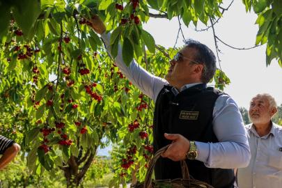 Bilecik Valisi Sözer kiraz hasadına katıldı