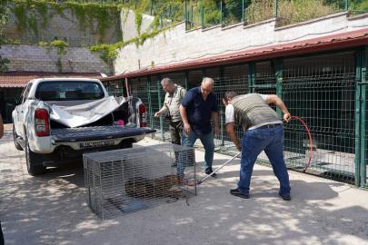 Bilecik'te yaralı bulunan çakal tedavisinin ardından doğaya bırakıldı