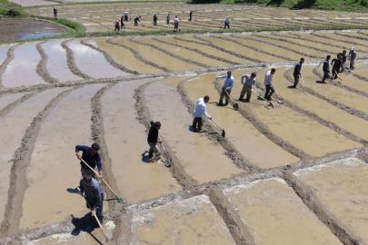 Bitlis'te imece usulü geleneksel çeltik ekimi başladı