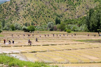 Bitlis'te köylülerin geleneksel yöntemlerle çeltik ekim mesaisi sürüyor