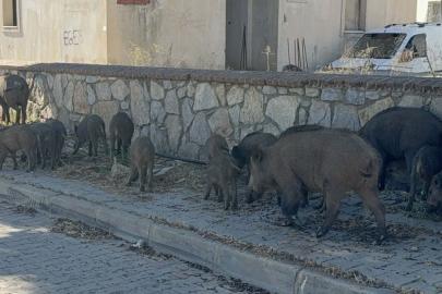 Bodrum merkezde domuz sürüsü görüldü