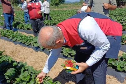 Çanakkale'de çilek hasat şenliği düzenlendi