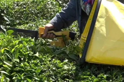 ÇAYKUR yaş çay budama bedellerini üretici hesaplarına aktardı