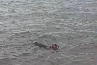 Çıldır Gölü'ne atlayan buzağı sandalla kurtarıldı; o anlar kamerada
