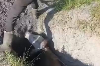 Define aramak için kazılan çukura düşen inek kurtarıldı