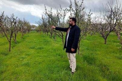 Diş hekimi, memleketine 2 bin ceviz fidanı dikti