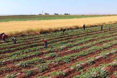 Dolunun vurduğu Diyarbakır karpuzunda hasat bu yıl gecikecek