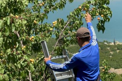 Dünya kayısı başkenti Malatya'da kayısı hasadı başladı