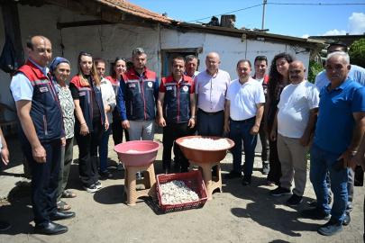 Edirne'de ipekböceği yetiştiren kadın üreticiler yaş kozaları topladı
