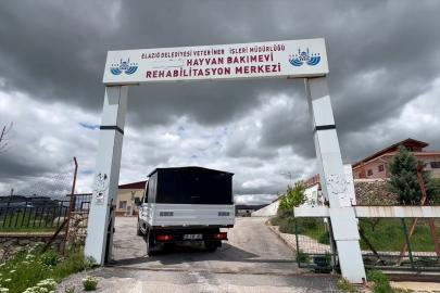 Elazığ'da belediye ekipleri sahipsiz hayvan ihbarlarına 7/24 cevap veriyor