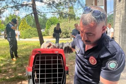 Eskişehir Osmangazi Üniversitesinde mahsur kalan sansar kurtarıldı