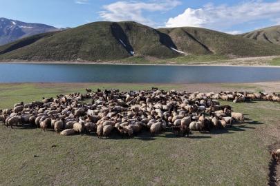 Göçerlerin kavurucu sıcaklardan Bitlis'in serin yaylalarına göçü başladı
