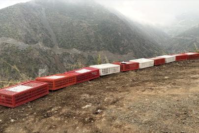Hatay'da 400 keklik doğaya salındı