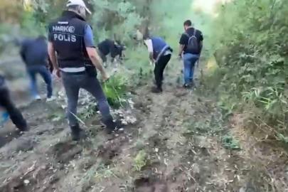 Hevsel Bahçeleri'nde 12 bin 174 kök kenevir ele geçirildi