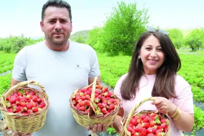 Hobi olarak başlayıp çilek tüccarı oldular