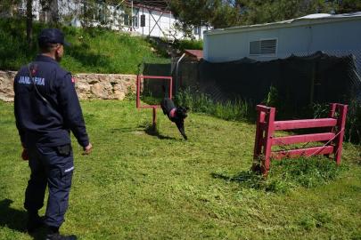 Jandarmanın iz takip köpeği "Becet" emekliye ayrıldı