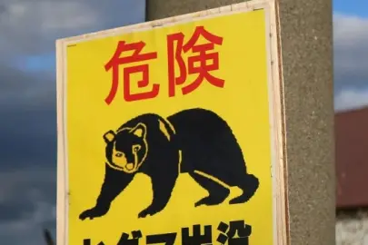 Japonya'da bir fabrikaya giren ayının 'pencereyi açıp kaçtığı' düşünülüyor