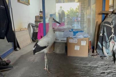 Karabük'te bitkin halde bulunan leylek koruma altına alındı