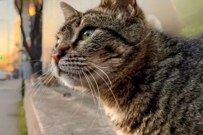 Kesilmek üzere çalınan 400 kedi bulundu: Akılalmaz et ticareti gün yüzüne çıktı