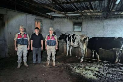 Kilis'te Jandarma Kaybolan 3 Büyükbaş Hayvanı Buldu