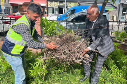 Kırılan daldaki karga yuvası özenle başka dala nakledildi