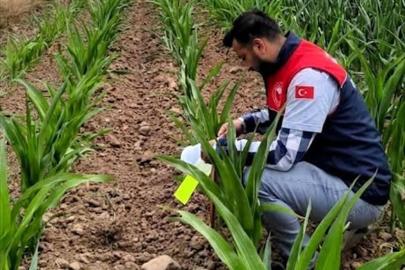 Kırklareli'nde batı mısır kök kurdu zararlısı ile mücadele sürüyor
