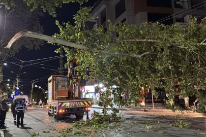 Kocaeli'de çınar ağacının kopan dalı tramvay seferlerinin aksamasına neden oldu