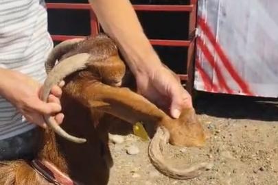 Kulağında boynuz çıkan keçi görenleri şaşırttı