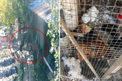 Kümese giren sokak köpekleri dehşet saçtı