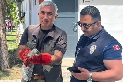 Malatya'da bulunan baykuş yavrusu koruma altına alındı
