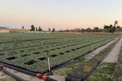 Mardin'de 4 milyon tuz çalısı fidanı hedefi