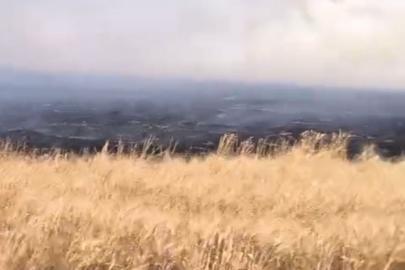Mardin'de buğday ekili tarlada yangın; 500 dönüm zarar gördü