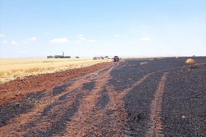 Mardin'de yaklaşık 150 dekar buğday ekili alan yandı