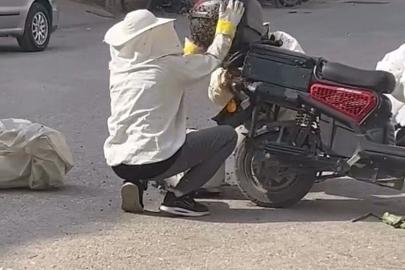Motosiklette toplanan arıları, özel kıyafetiyle kovana topladı