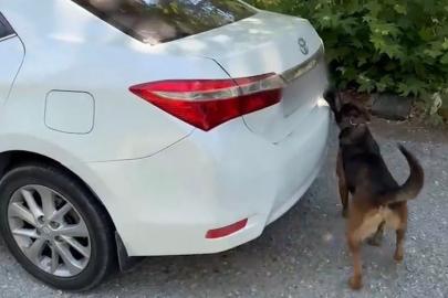 Muğla'da otomobilde 5 kilo 670 gram skunk ele geçirildi: 1 tutuklama