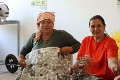 Muğla'da koza hasadı başladı